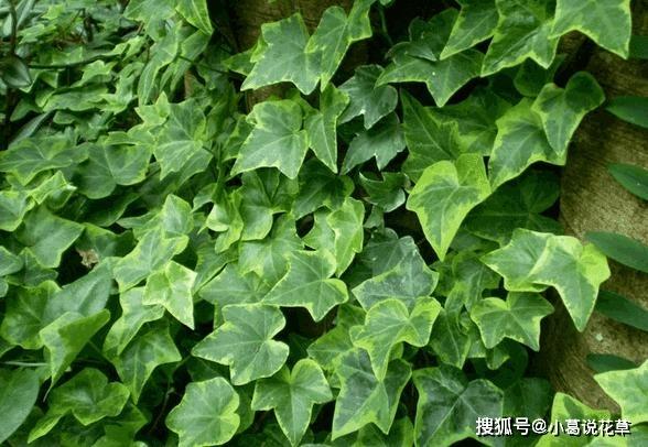 室内养观叶植物常春藤，北方盆栽牢记4点，枝叶不大面积发蔫