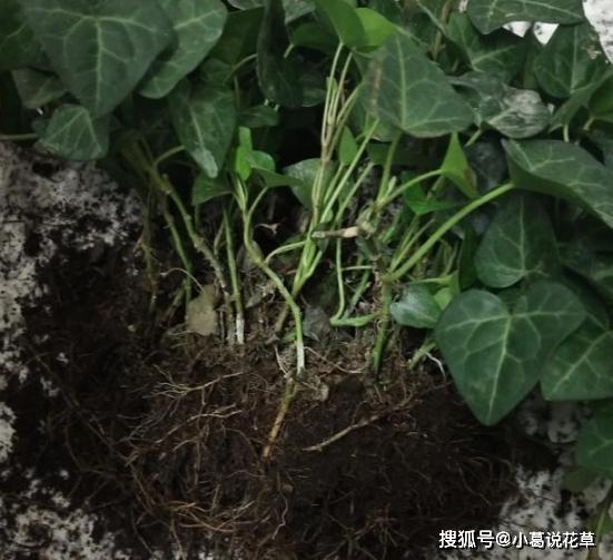 室内养观叶植物常春藤，北方盆栽牢记4点，枝叶不大面积发蔫