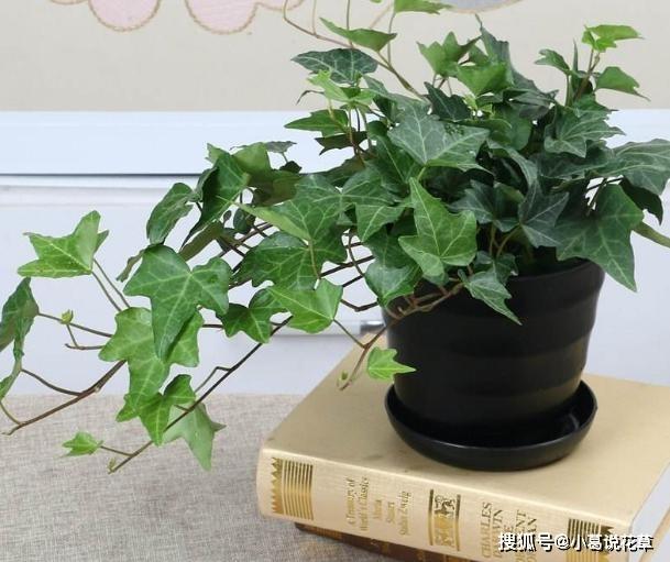 室内养观叶植物常春藤，北方盆栽牢记4点，枝叶不大面积发蔫