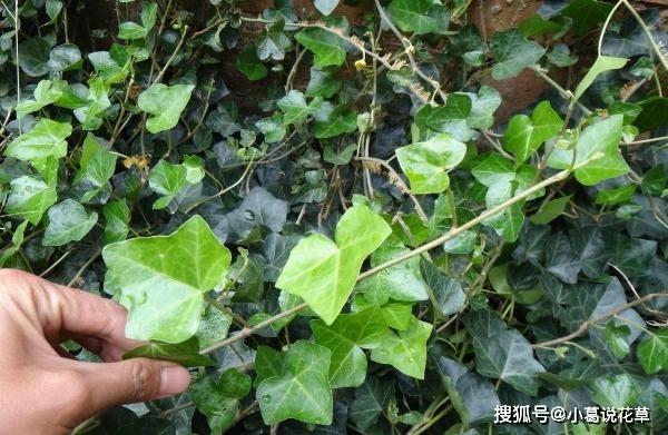 室内养观叶植物常春藤，北方盆栽牢记4点，枝叶不大面积发蔫