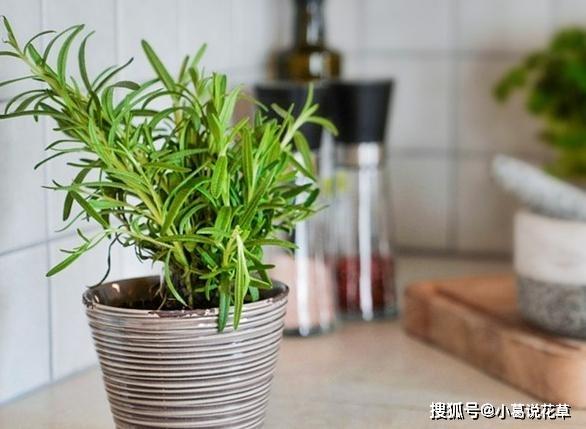 这4款香草植物，做菜能当调料提鲜，搁厨房能净化空气、吸油烟