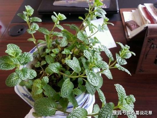 这4款香草植物，做菜能当调料提鲜，搁厨房能净化空气、吸油烟