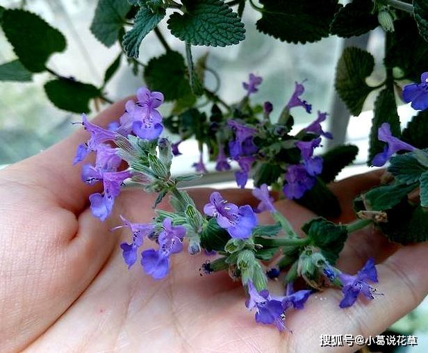 这4款香草植物，做菜能当调料提鲜，搁厨房能净化空气、吸油烟