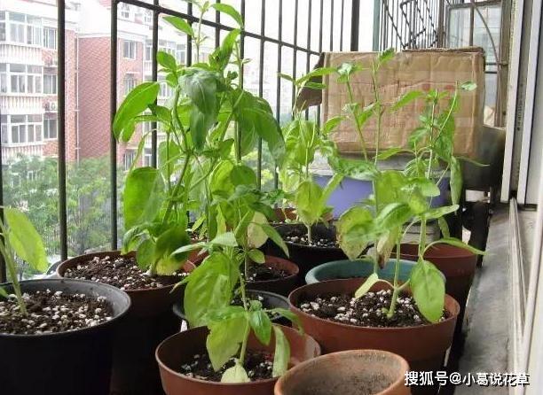 这4款香草植物，做菜能当调料提鲜，搁厨房能净化空气、吸油烟