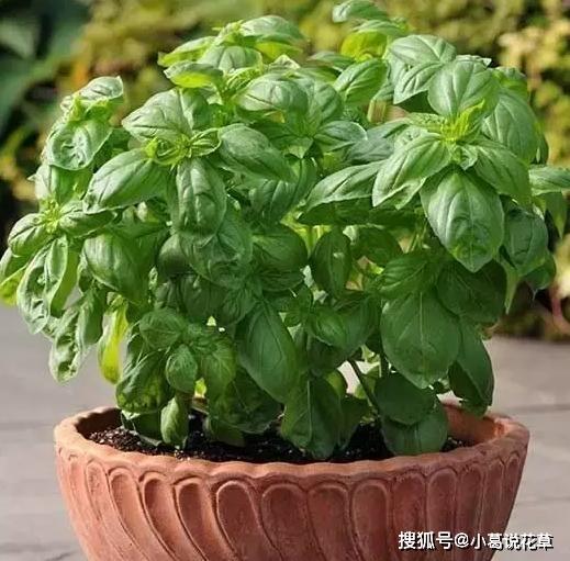 这4款香草植物，做菜能当调料提鲜，搁厨房能净化空气、吸油烟