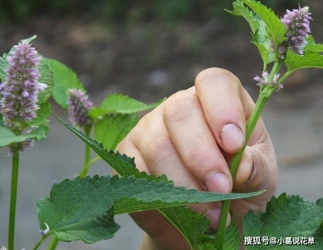 这4款香草植物，做菜能当调料提鲜，搁厨房能净化空气、吸油烟