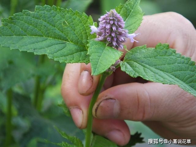 这4款香草植物，做菜能当调料提鲜，搁厨房能净化空气、吸油烟