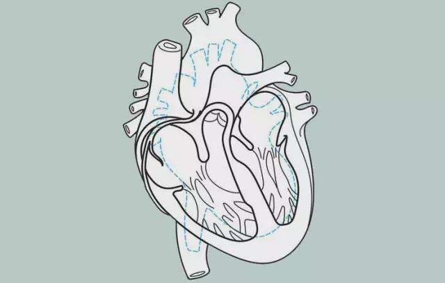 *图中蓝se部分为普通人的心脏,黑se部分则为耐力项目运动员的心脏.