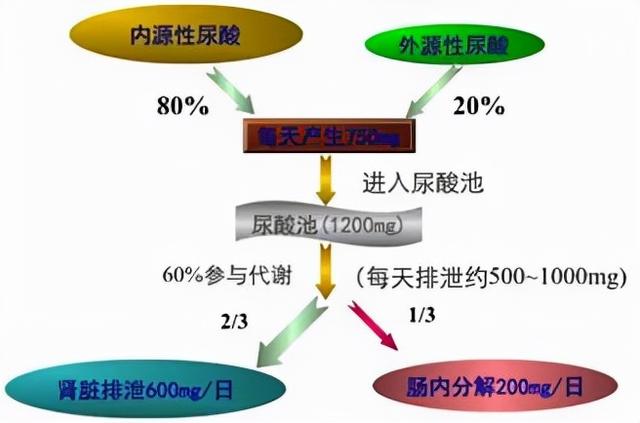 45岁男子不喝酒，尿酸仍高达510，只是他把水果当饭吃