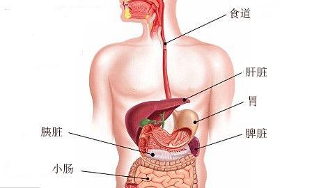 有人说“坚持每天走路，脂肪肝从中度变正常”，是有科学依据吗？