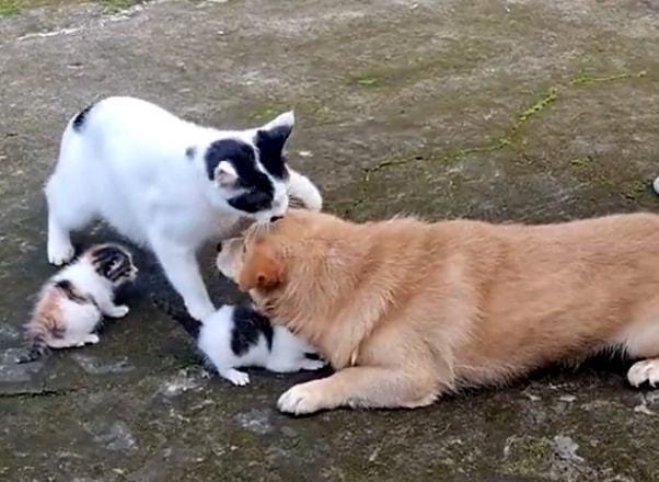 女子为拍恶趣味视频，逼迫爱犬“欺负”两小猫，触怒猫妈追打狗狗