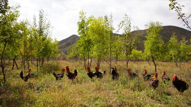 白银区武川乡厚植乡村振兴产业优势，“丰”景喜人势头足