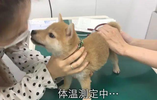 女主从怀里抱出只柴犬，医生都被萌化了，结果打针时咬了他