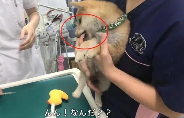 女主从怀里抱出只柴犬，医生都被萌化了，结果打针时咬了他