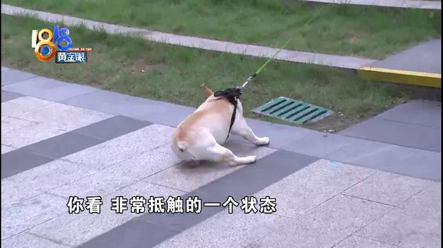 法斗犬疑似被小区灯柱电伤，物业回应：没有漏电