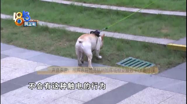 法斗犬疑似被小区灯柱电伤，物业回应：没有漏电