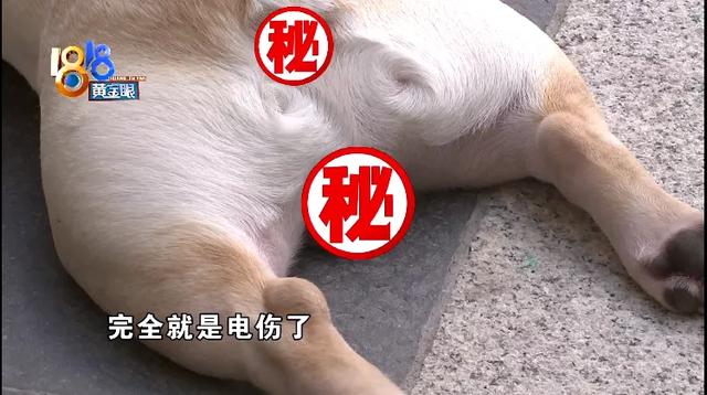 法斗犬疑似被小区灯柱电伤，物业回应：没有漏电