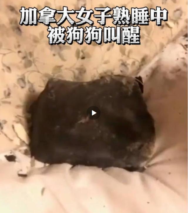 飞来横祸！女子半夜被狗叫醒后，陨石砸在床上 陨石的威胁有多大？