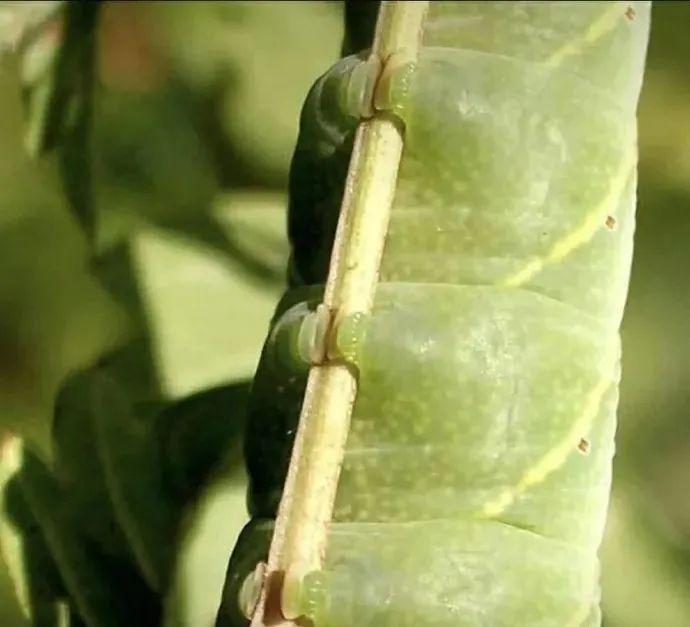 诡异奇谈，毛毛虫，高能慎入！！为了消除大家对毛毛虫的恐惧…