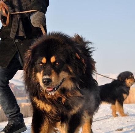 此犬才是我国本土战斗力最强的犬种，比藏獒厉害，如今数量稀少