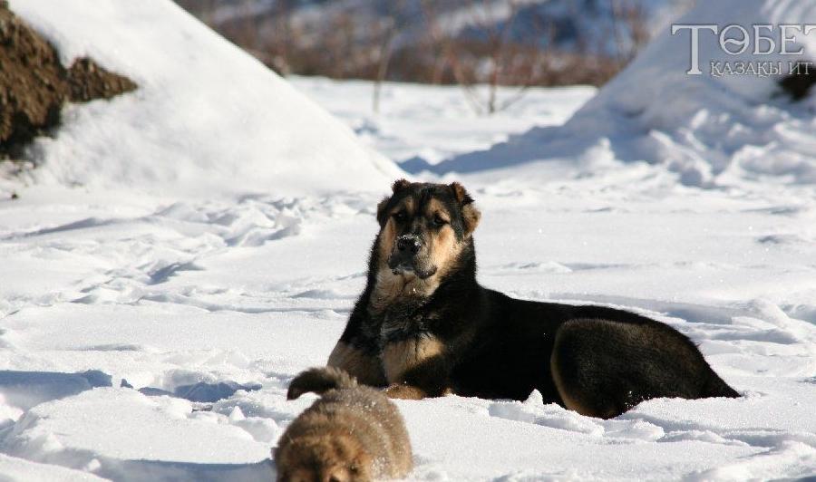 此犬才是我国本土战斗力最强的犬种，比藏獒厉害，如今数量稀少