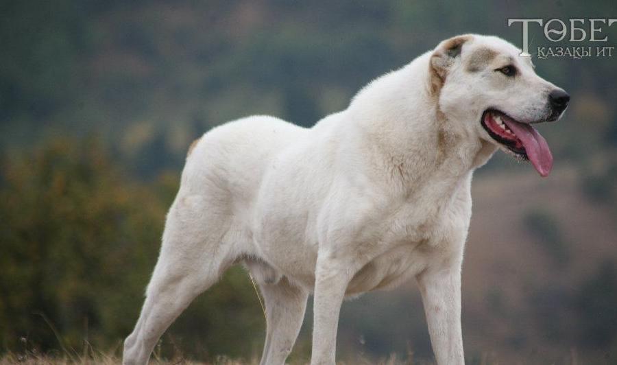 此犬才是我国本土战斗力最强的犬种，比藏獒厉害，如今数量稀少