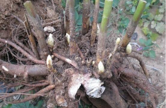 重阳节过后，这2种花要注意了，做好这些细节，越养开花越多