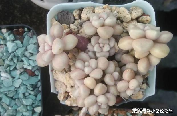 露天安置多肉植物，做好3件小事，长势更好，植株少生病虫害