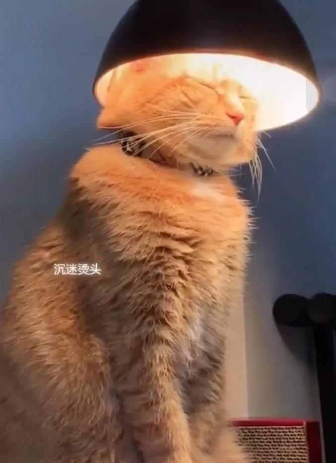 天冷了，猫咪花式取暖好魔性……