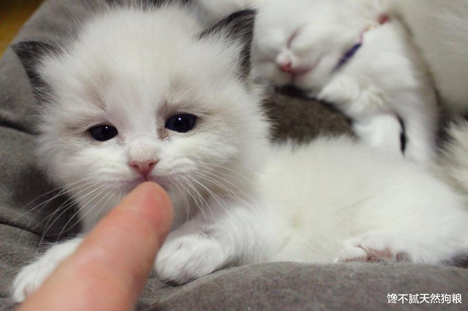 布偶猫有黑下巴擦什么药？