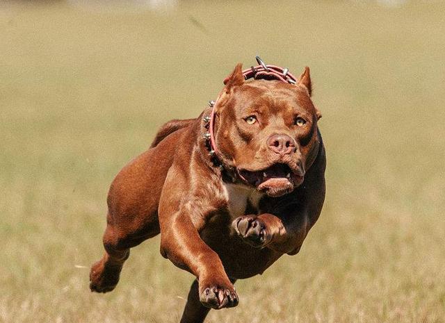 比特犬看上去傻傻的，打起来真凶猛！这是地球生物吗？