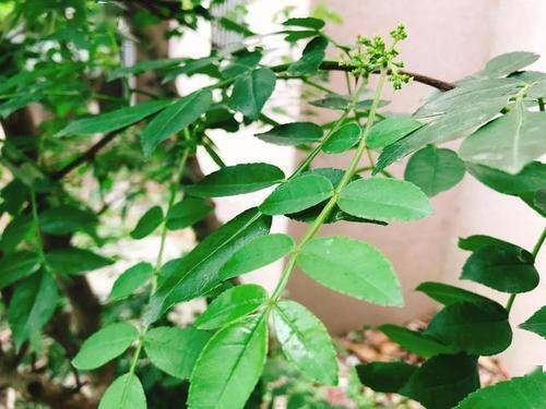 除了花椒，花椒叶也能吃？炸着吃味道比花椒还正