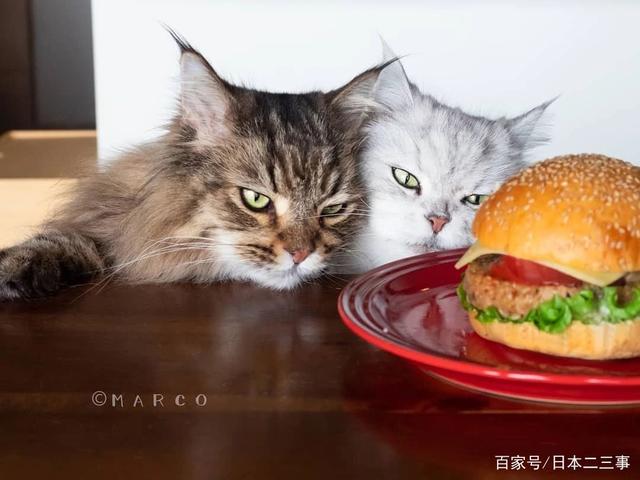 日本网友家的“馋嘴猫”晒照，2只猫+美食，生活过得有趣又欢乐！