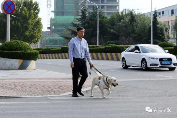 被误解它不“吭声”，听到道歉它哭了…岛城导盲犬主人讲述与爱犬的故事