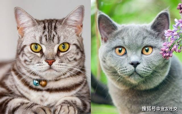 宠友社交：英国短毛猫、美国短毛猫撞晒样　眼耳口鼻毛色有乜分别？