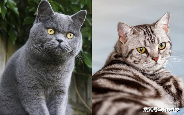 宠友社交：英国短毛猫、美国短毛猫撞晒样　眼耳口鼻毛色有乜分别？