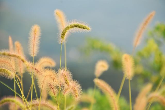 农村随处可见的狗尾草，别把它当野草对待了，有5大价值请珍惜