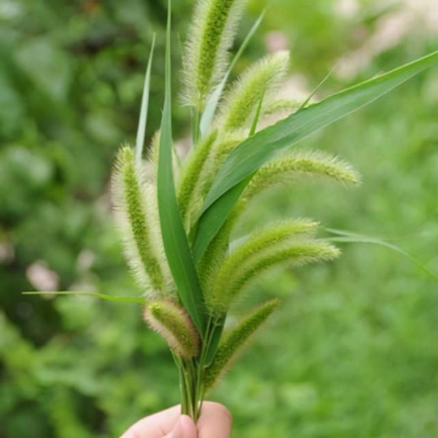 农村随处可见的狗尾草，别把它当野草对待了，有5大价值请珍惜