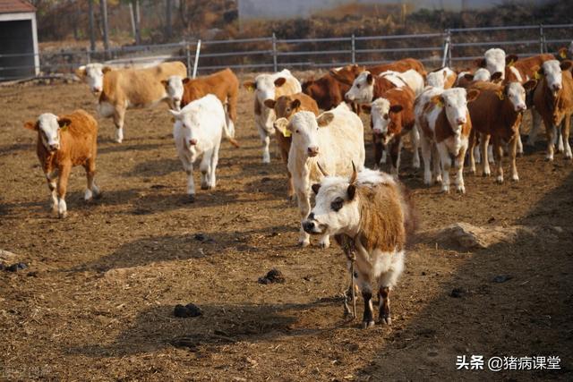 养牛知识｜牛维生素缺乏的症状和综合防治