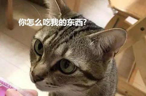 主人给孩子喂果冻，因为长得太像营养膏猫咪就在一旁盯着：记仇了