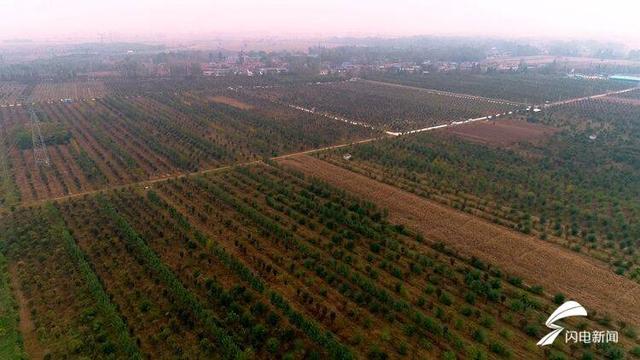 菏泽：千亩木瓜迎丰收 万里飘香采摘忙