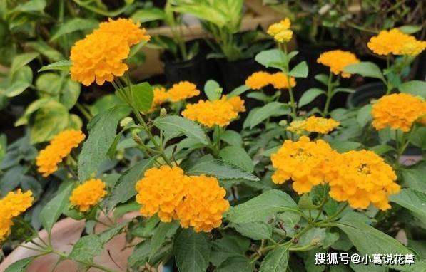 晚秋时节，就捡些松针回家养花吧！4步到位，轻松取其精华