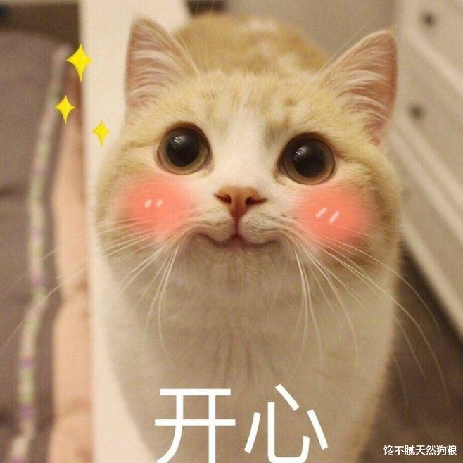 双十一必囤的“红榜”猫粮，错过又要等一年了！