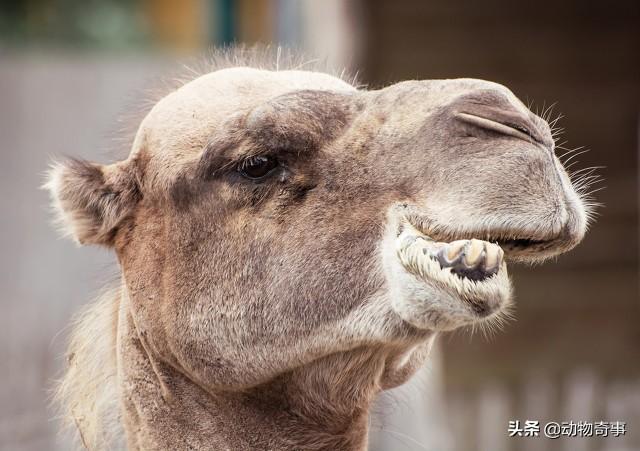 商路险奇：懒驴和懒骆驼挤兑走踏实的骡子，歹毒猴子挥鞭纳投名状