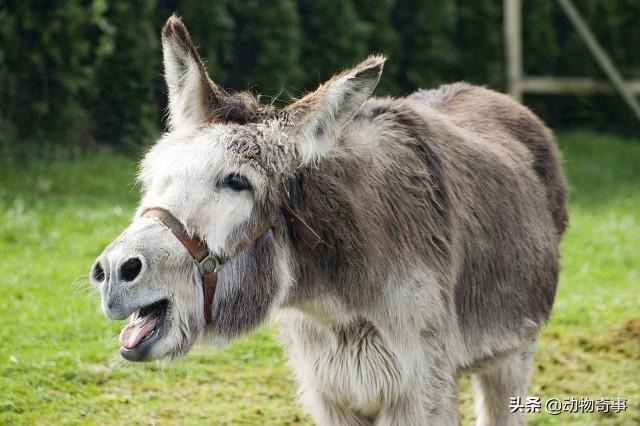 商路险奇：懒驴和懒骆驼挤兑走踏实的骡子，歹毒猴子挥鞭纳投名状