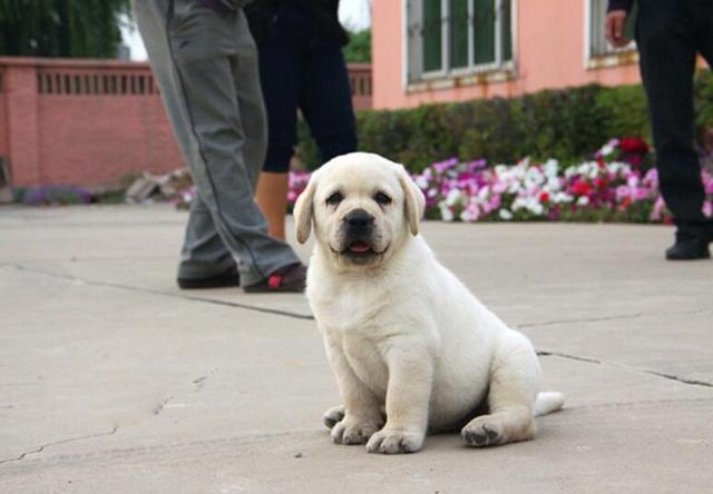 纯种拉布拉多幼犬，品相分析要点