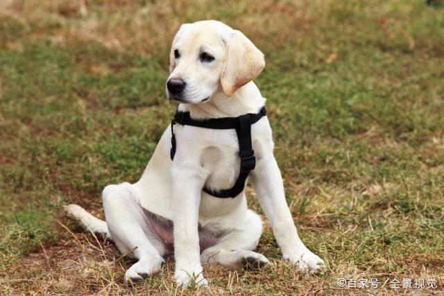 纯种拉布拉多幼犬，品相分析要点