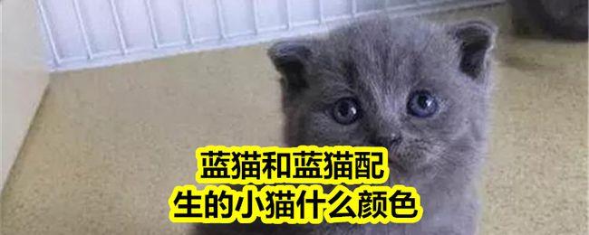 蓝猫和蓝猫配生出的小猫是什么颜色？