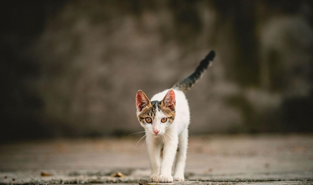 小蓝猫蹲在草地无助喵叫，女子差点撞着它，它却毫不犹豫跑向女子