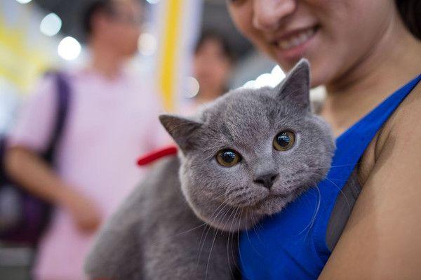 故事：通灵黑猫，主人遇到危险舍身救主大战狼狗，后被家人供奉